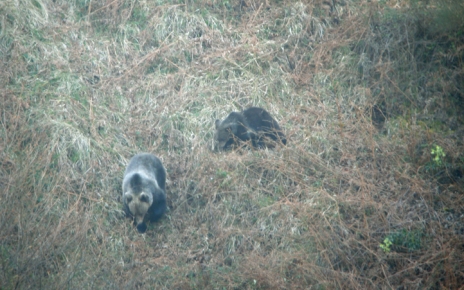 Protected brown bears in the mountains